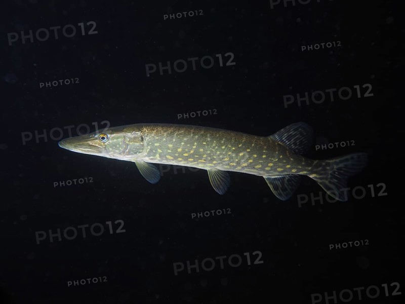 A pike (Esox lucius) moves gracefully in the dark underwater world. Dive site Zollbrücke, Rheinau, Canton Zurich, Rhine, High Rhine, Switzerland, Germany