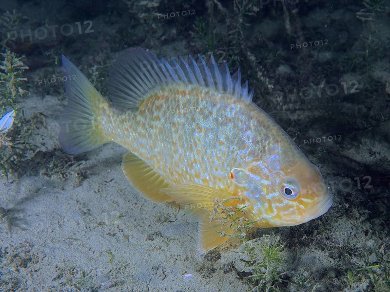 A colourful fish, pumpkinseed sunfish (Lepomis gibbosus), invasive species, swimming in a sandy underwater environment. Dive site Pumpwerk Rüschlikon, Lake Zurich, Canton Zurich, Switzerland