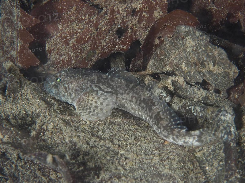 A bullhead, bullhead, snouthead, western bullhead, bullhead, millhead (Cottus Gobio), bullhead, dolm, lies camouflaged on the ground between rocks. Dive site Ermitage, Küsnacht, Lake Zurich, Canton Zurich, Switzerland