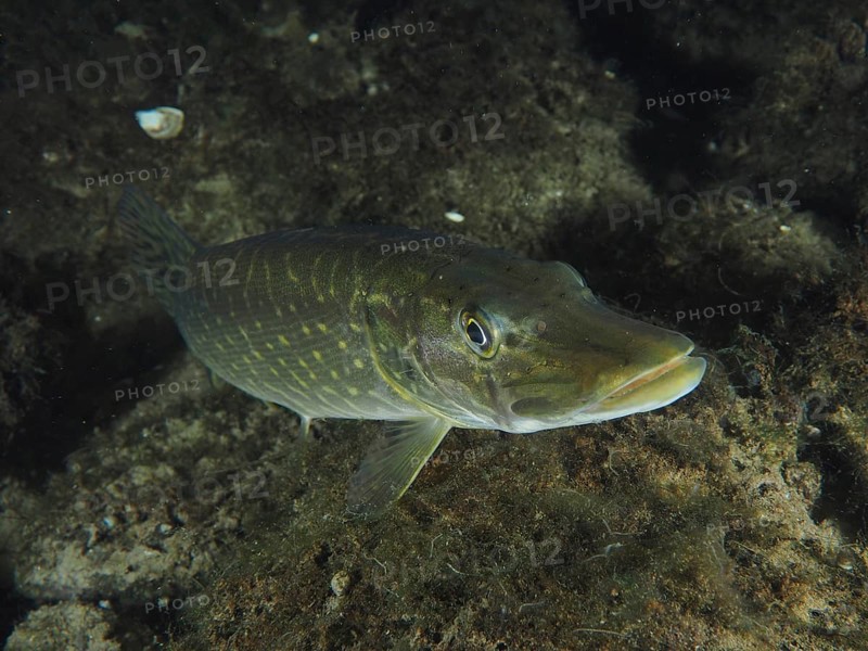 A pike (Esox lucius) glides over the sandy ground