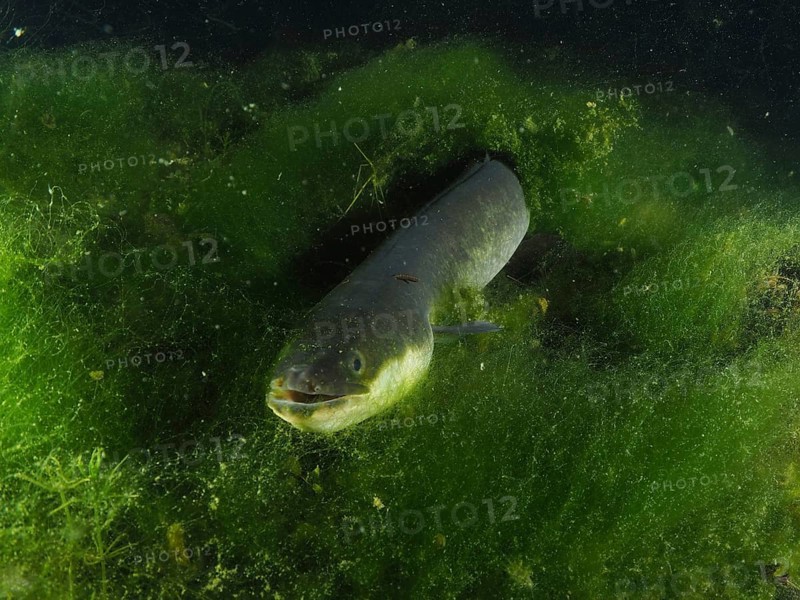 A European eel (Anguilla anguilla) looks out of a dense algae hiding place into the dark water. Dive site Zollbrücke, Rheinau, Canton Zurich, Rhine, High Rhine, Switzerland, Germany
