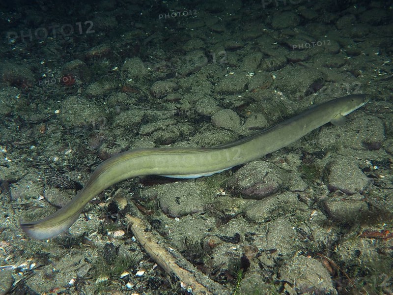A European eel (Anguilla anguilla) moves over a sandy, stony substrate. Dive site Zollbrücke, Rheinau, Canton Zurich, Rhine, High Rhine, Switzerland, Germany