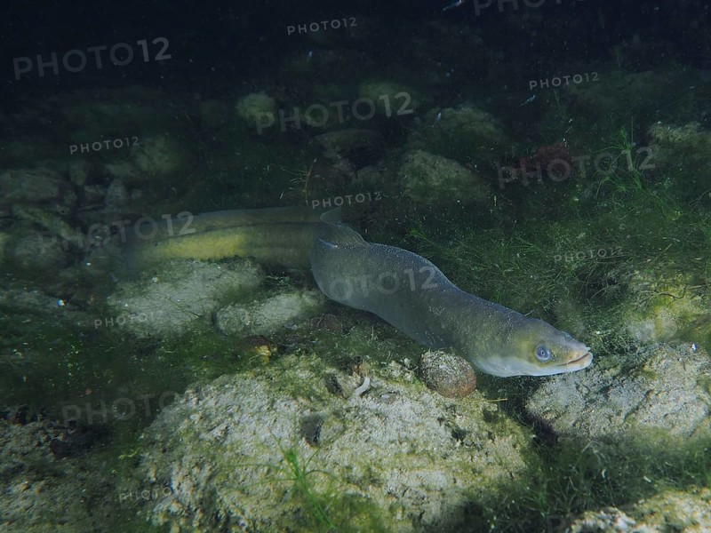 A European eel (Anguilla anguilla) swims near the bottom between stones and algae in the dark water. Dive site Klosterinsel, Rheinau, Canton Zurich, Rhine, High Rhine, Switzerland, Germany