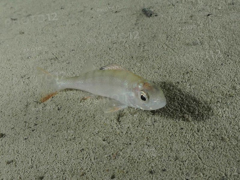 A pale little fish, perch (Perca fluviatilis), lies motionless on the sandy bottom. Dive site Schoggiwand, Lake Zurich, Kilchberg, Zurich, Switzerland