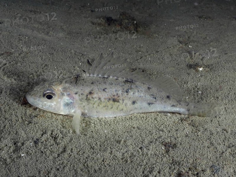 The ruffe (Gymnocephalus cernua) lies on the sandy bottom in a calm underwater environment. Dive site Schoggiwand, Lake Zurich, Kilchberg, Zurich, Switzerland