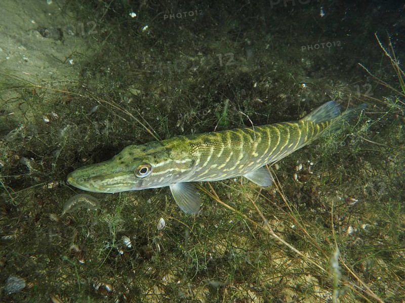 A pike (Esox lucius) lies camouflaged in overgrown ground. Dive site Wildsau, Berlingen, Lake Constance, Switzerland, Germany