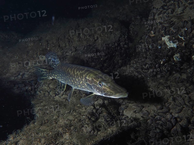 A pike (Esox lucius) swims in dark surroundings near a rocky bottom. Dive site Zollbrücke, Rheinau, Canton Zurich, Rhine, High Rhine, Switzerland, Germany