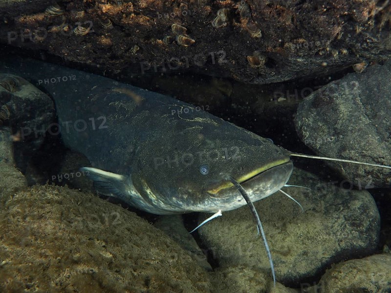 A catfish (Silurus glanis), Waller, hides between stones in a dark underwater environment. Dive site Klosterinsel, Rheinau, Canton Zurich, Rhine, High Rhine, Switzerland, Germany