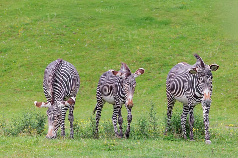 Three Grévy's zebras (Equus grevyi) grazing in a green meadow. Botswana