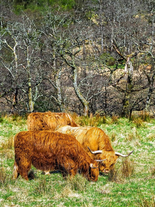 Highland Cattle, Scottish breed of rustic cattle, Highland, Scotland, UK