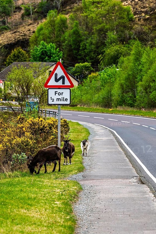 Goats over Invershiel, Loch Duich, Scotland, UK