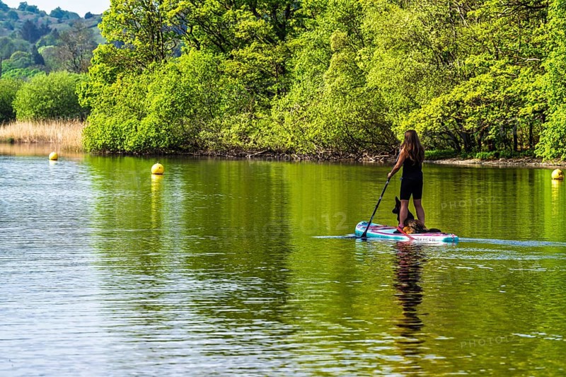 Woman with dog on Paddle board on Windermere Lake, Fell Foot Park, Lake District, Cumbria, England, United Kingdom