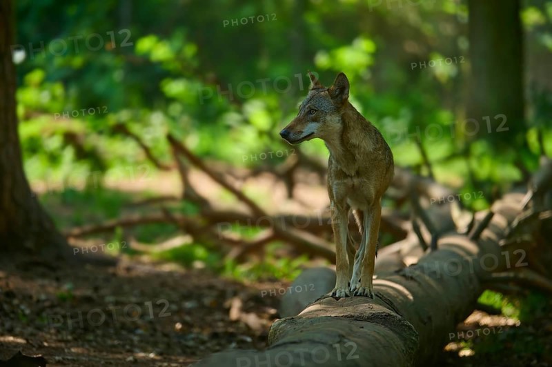 A wolf balances on a fallen tree in the forest, surrounded by light, Wolf (Canis lupus), summer, Germany
