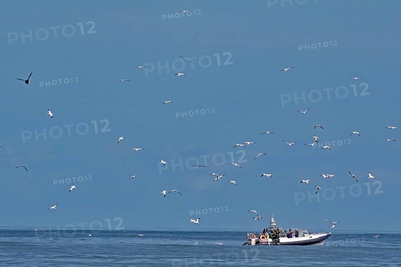 A boat on the sea surrounded by flying birds under a blue sky, boat tour, Noss, Shetland Islands, Scotland, United Kingdom