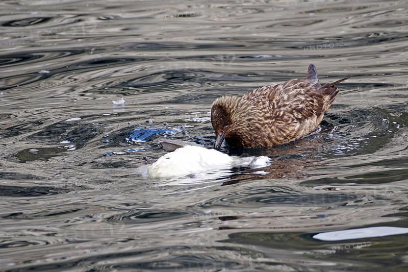 A skua floats on the water surrounded by waves and feeds on a dead gannet, boat tour, Noss, Shetland Islands, Scotland, United Kingdom