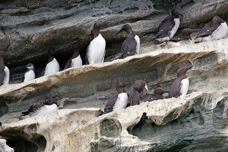 Guillemots sitting in groups on craggy rocks, boat trip, Noss, Shetland Islands, Scotland, Great Britain