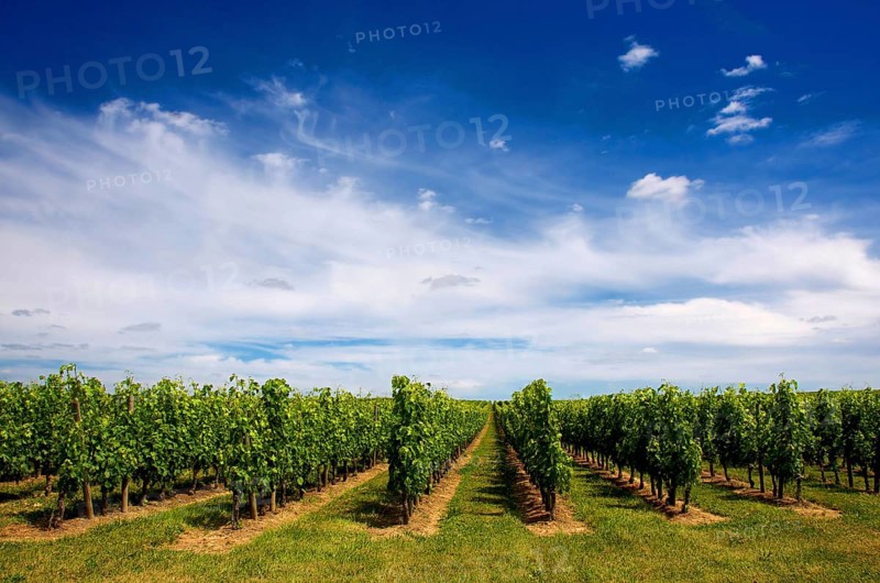 Rows of lush green grapevines stretch across the landscape of St Emilion, bathed in sunlight. The vibrant sky adds a picturesque backdrop, enhancing the beauty of the region's viticulture. France