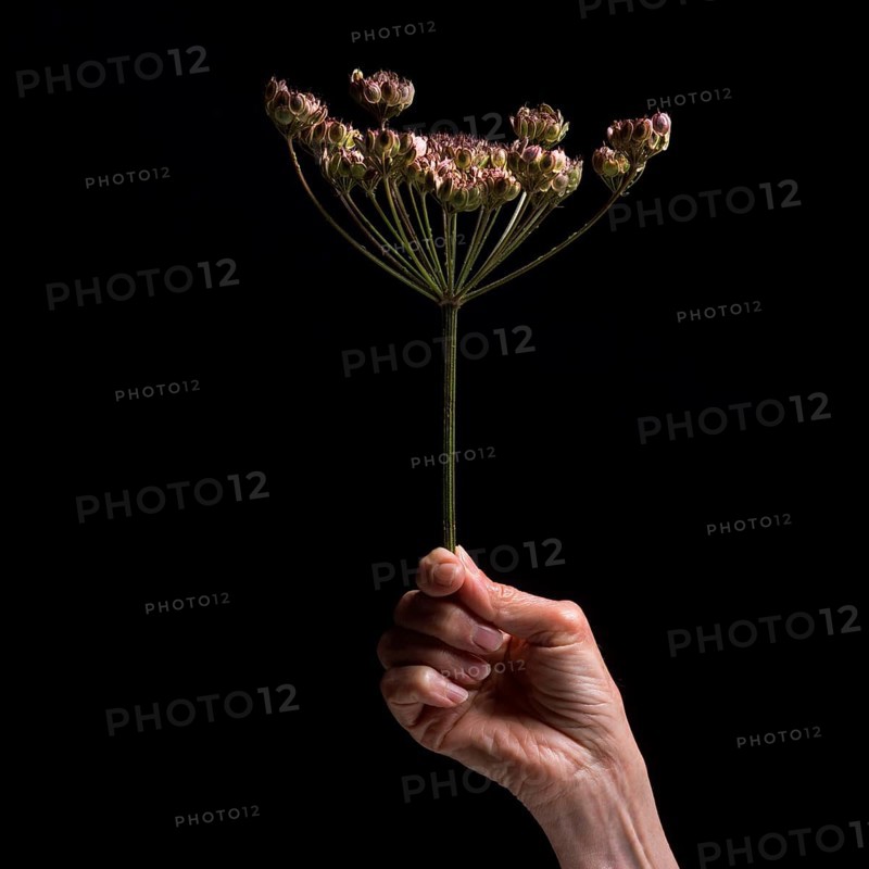 A hand gently grasps a slender flower stem with multiple small blossoms against a dark backdrop, emphasizing the elegance and fragility of nature during quiet moments