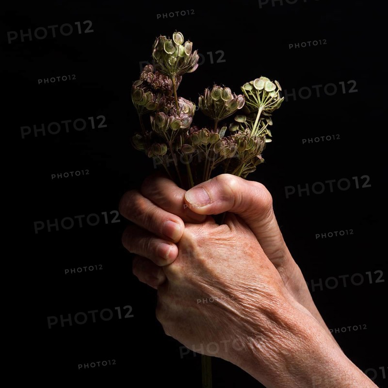 A pair of hands grips a bundle of dried flowers, showcasing detailed textures and the contrast against a dark background. This moment captures a sense of nature's fleeting beauty