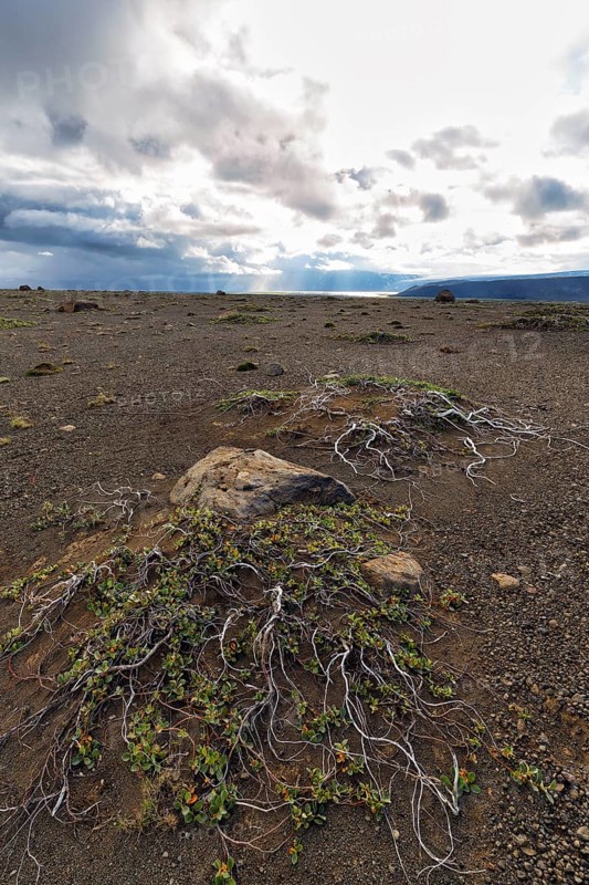 Barren stony volcanic landscape at Kjalvegur Kjölur, sparse vegetation, dramatic cloudy sky, Icelandic highlands, Suðurland, Sudurland, Iceland