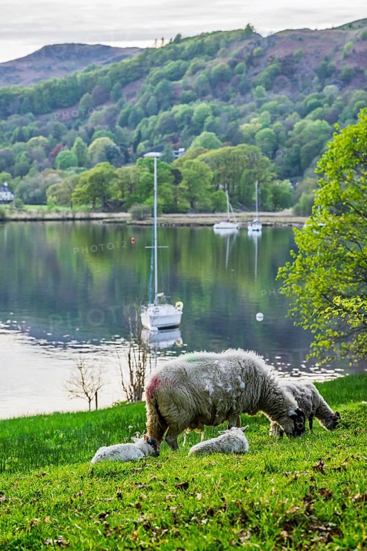Sheeps over Windermere Lake, Ambleside, Lake District, Cumbria, England, United Kingdom