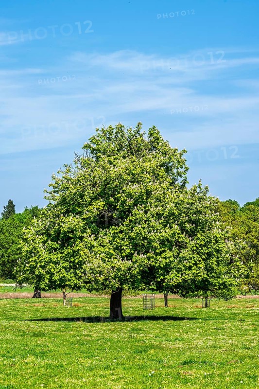 Shugborough Estate, National Trust House and garden, Great Haywood, Staffordshire, England, United Kingdom