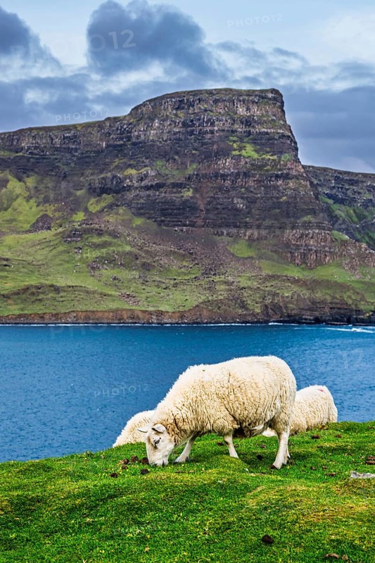Sheeps on farms over Neist Point Lighthouse, Isle of Skye, Scotland, UK