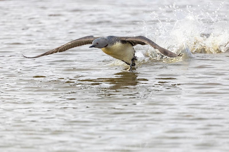 Red-throated diver (Gavia stellata) taking off on the water, Aventdalen, Longyearbyen, Spitsbergen, Svalbard