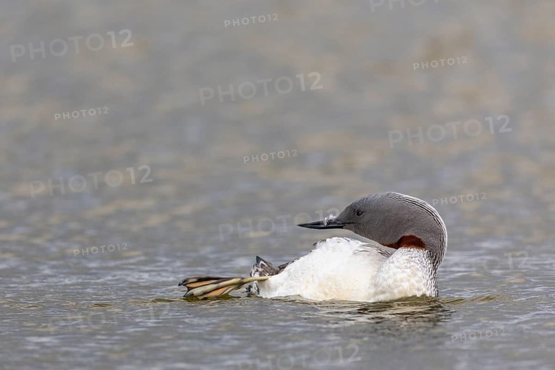 Red-throated diver (Gavia stellata) Feather care on the water, Aventdalen, Longyearbyen, Spitsbergen, Svalbard
