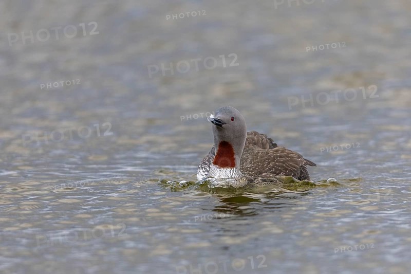 Star diver (Gavia stellata) swimming on the water, Aventdalen, Longyearbyen, Spitsbergen, Svalbard