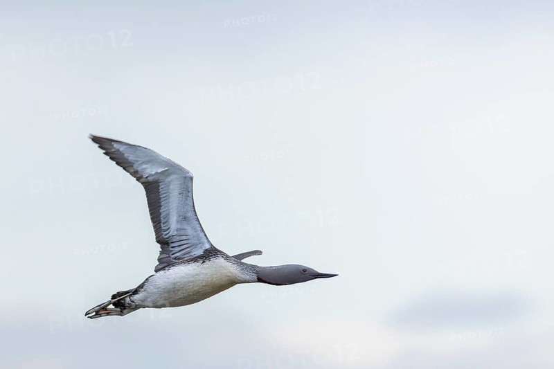 Red-throated diver (Gavia stellata) in Flurg, Aventdalen, Longyearbyen, Spitsbergen, Svalbard
