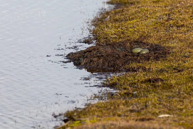 Red-throated diver (Gavia stellata) clutch in nest, eggs, Aventdalen, Longyearbyen, Spitsbergen, Svalbard