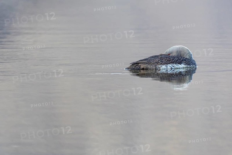 Red-throated diver (Gavia stellata) resting on the water, Aventdalen, Longyearbyen, Spitsbergen, Svalbard
