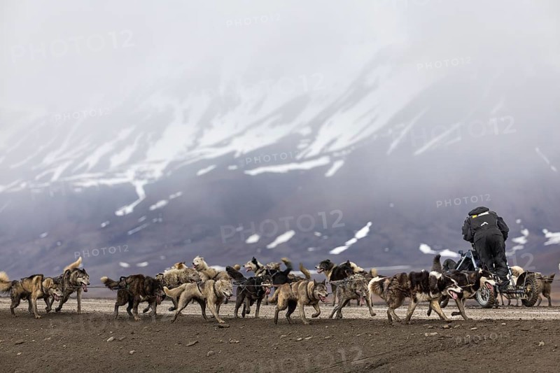 Husky (Canidae) pulling a sled with wheels, Aventdalen, Longyearbyen, Spitsbergen, Svalbard