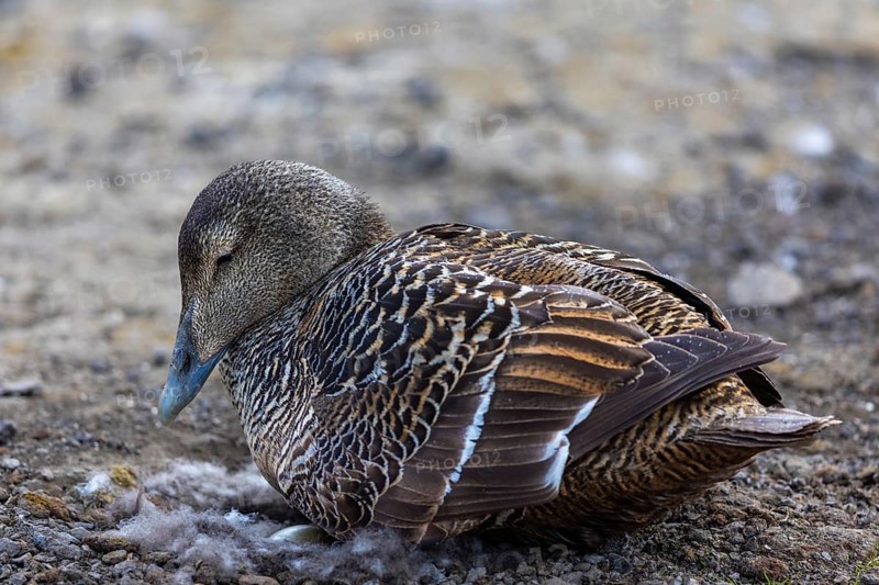Eider duck (Somateria mollissima), hen brooding on the nest, duck birds (Anatidae), Aventdalen, Longyearbyen, Spitsbergen, Svalbard