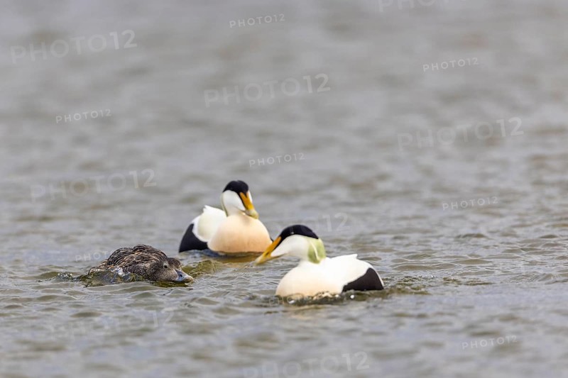 Eider duck (Somateria mollissima), hen with drake during mating behaviour, duck birds (Anatidae), Aventdalen, Longyearbyen, Spitsbergen, Svalbard