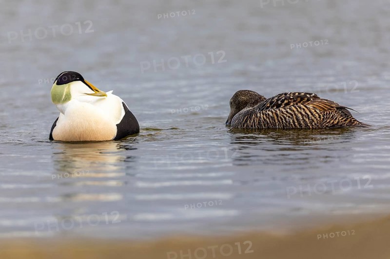 Eider duck (Somateria mollissima), hen with drake, duck birds (Anatidae), Aventdalen, Longyearbyen, Spitsbergen, Svalbard