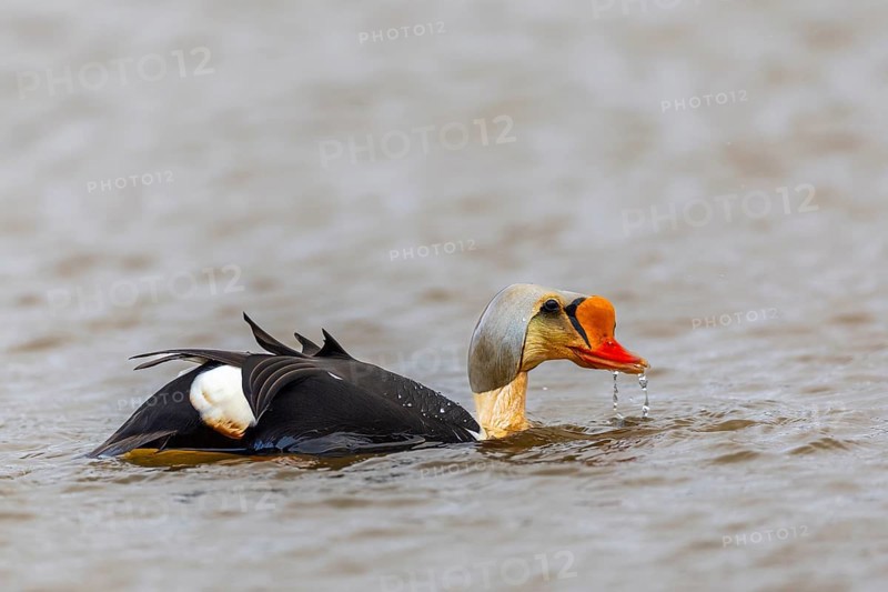 Common Eider (Somateria spectabilis), drake swimming on the water, reflection, duck birds (Anatidae), Aventdalen, Longyearbyen, Spitsbergen, Svalbard