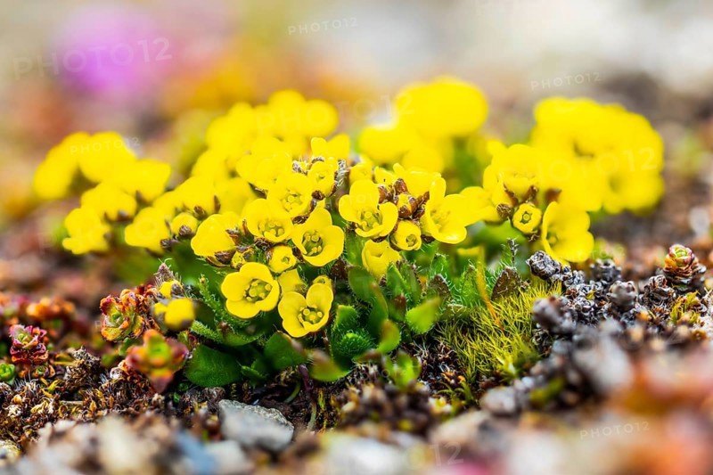 Draba, Brassiacaceae, Spitsbergen, Svalbard