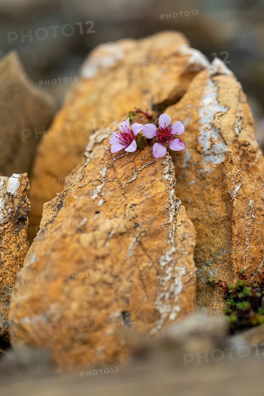 Red saxifrage (Saxifraga oppositifolia), saxifrage family (Saxifragaceae), Jotunkjeldene, Spitsbergen, Svalbard