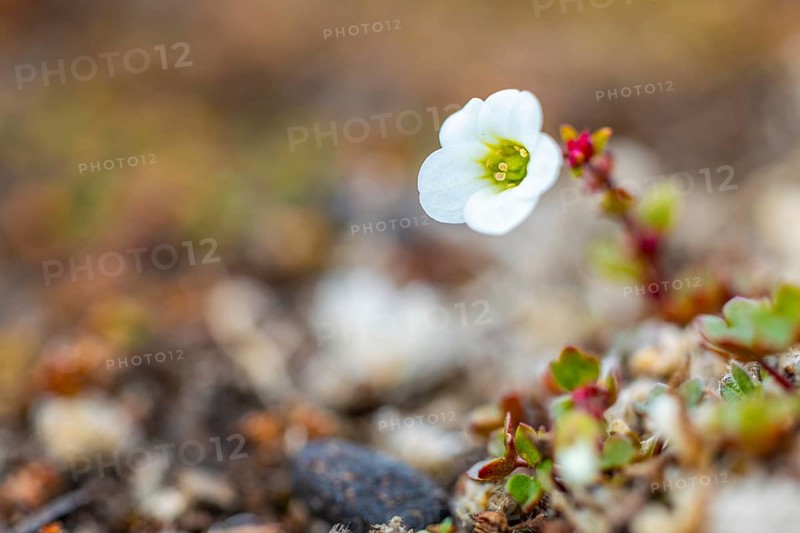 Saxifraga cernua (Saxifraga cernua), Saxifragaceae, Bamsebu, Spitsbergen, Svalbard