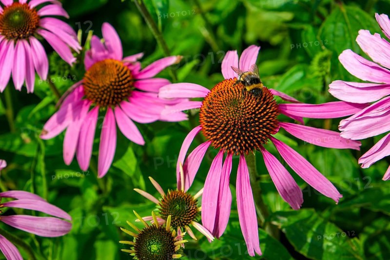 Inflorescence of the purple coneflower (Echinacea purpurea) with bumblebee