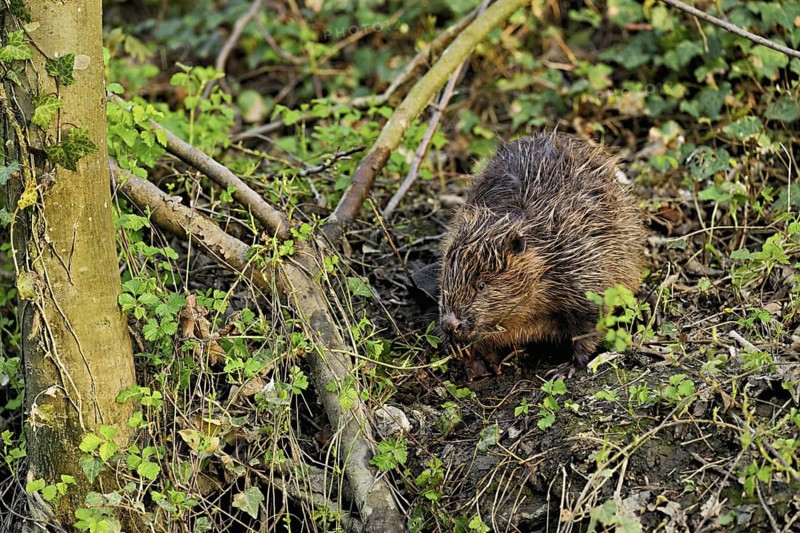 Eurasian beaver, European beaver (Castor fibre), eating leaves on the bank of a stream, Canton Zug, Switzerland