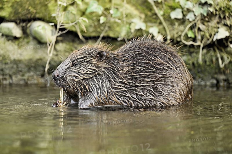 Eurasian beaver, European beaver (Castor fibre), eating grass in the water, Canton Zug, Switzerland