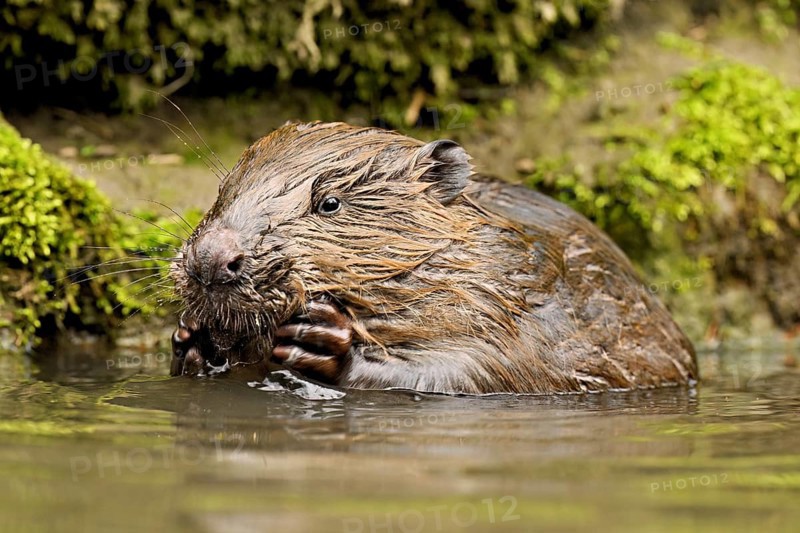 Eurasian beaver, European beaver (Castor fibre), feeding in the water, Canton Zug, Switzerland