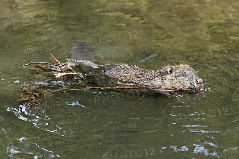 Eurasian beaver, European beaver (Castor fibre), swimming in a stream with a branch in its mouth, Canton Zug, Switzerland