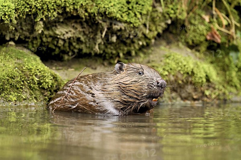 Eurasian beaver, European beaver (Castor fibre), sitting in water, Canton Zug, Switzerland