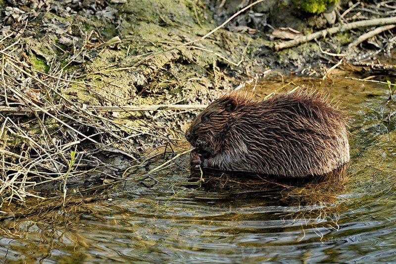 Eurasian beaver, European beaver (Castor fibre), feeding on the shore, Canton Zug, Switzerland