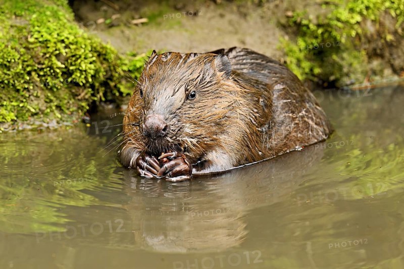 Eurasian beaver, European beaver (Castor fibre), eating an acorn in the water, Canton Zug, Switzerland