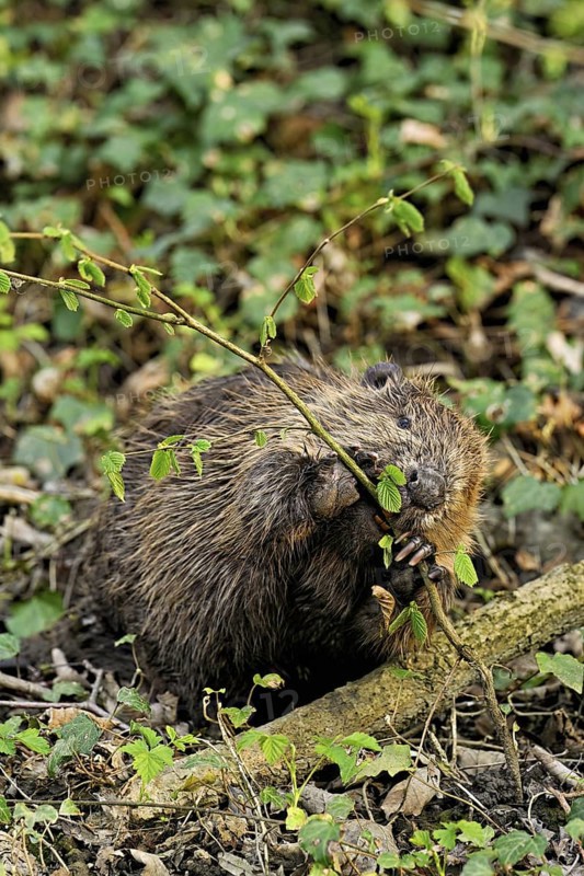 Eurasian beaver, European beaver (Castor fibre), eating leaves on the bank of a stream, Canton Zug, Switzerland